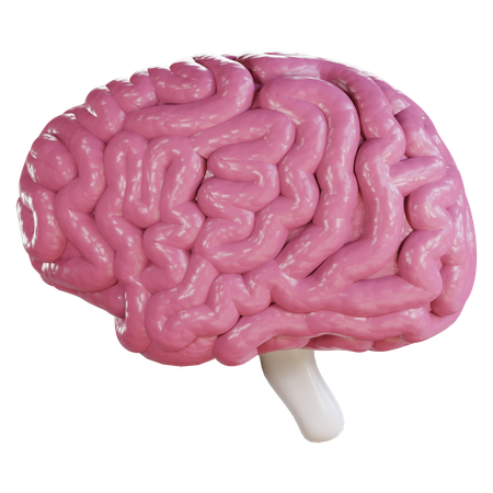 Cerveau  3D Icon