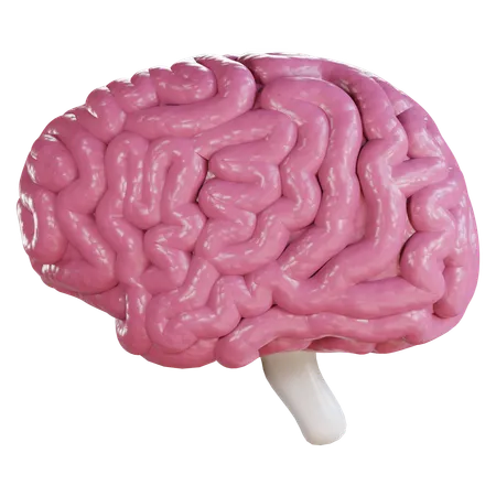 Cerveau  3D Icon