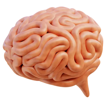 Cerveau  3D Icon