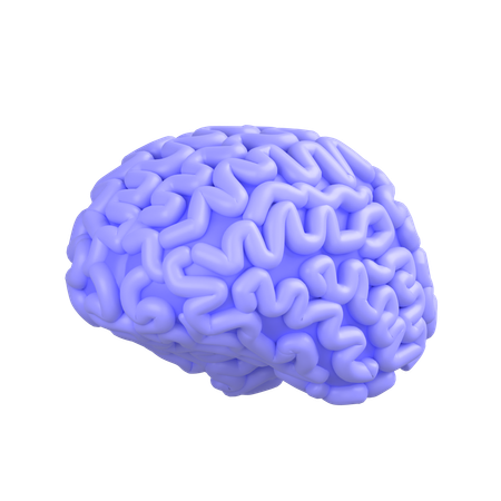 Cerveau humain  3D Icon