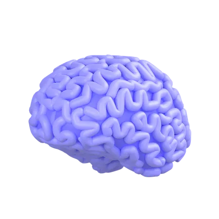 Cerveau humain  3D Icon