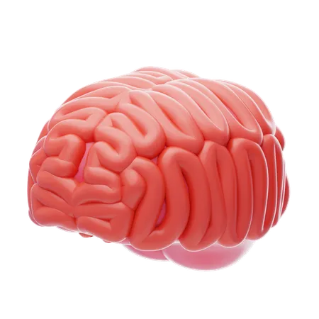 Cerveau humain  3D Icon