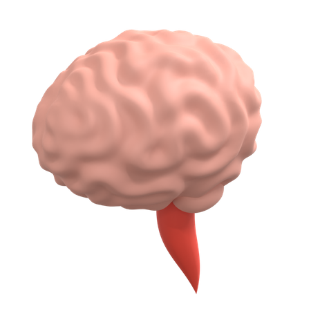 Cerveau humain  3D Illustration