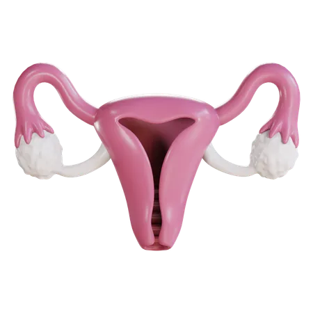 Cervix  3D Icon