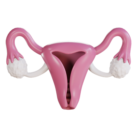 Cervix  3D Icon