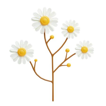 Chamomile  3D Icon