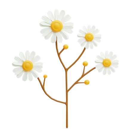 Chamomile  3D Icon