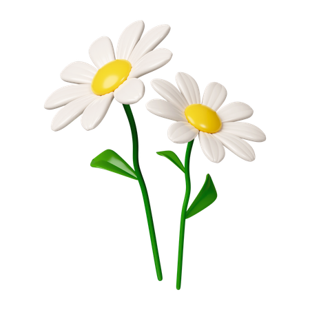 Chamomile Flower  3D Icon