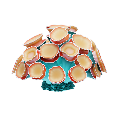 Corail champignon  3D Icon