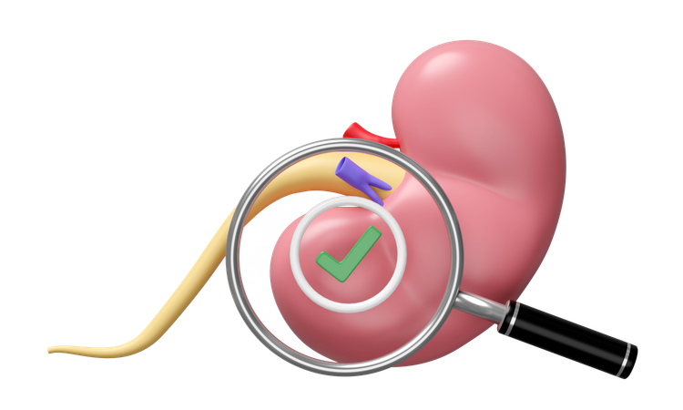 Check Kidney  3D Icon