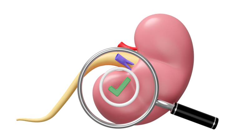 Check Kidney  3D Icon