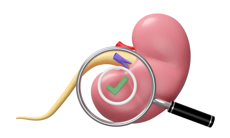 Check Kidney  3D Icon