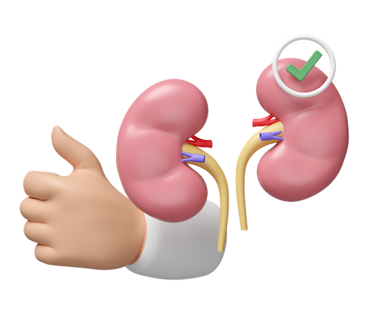 Check Kidney  3D Icon