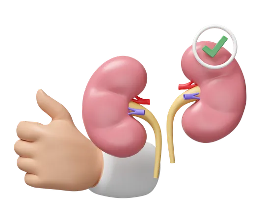 Check Kidney  3D Icon