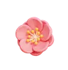 Cherry Blossom