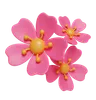 Cherry Blossoms