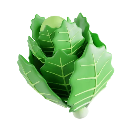 Chinese cabbage  3D Icon