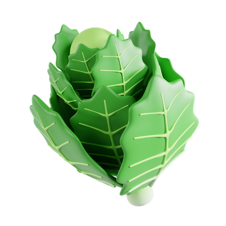 Chinese cabbage  3D Icon