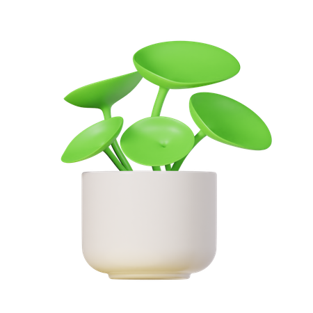 Chinese Money Plant  3D Icon