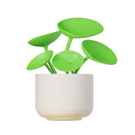 Chinese Money Plant  3D Icon