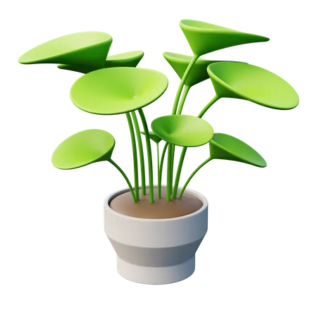 Chinese Money Plant  3D Icon