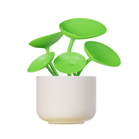 Chinese Money Plant  3D Icon
