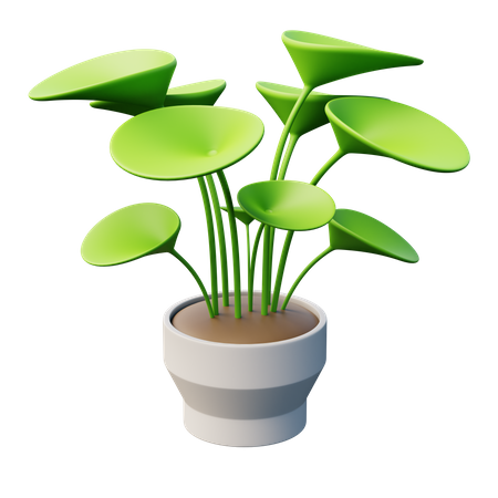 Chinese Money Plant  3D Icon