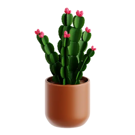 Chrismas Cactus  3D Icon