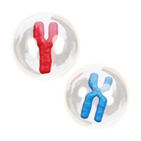 Chromosome  3D Icon