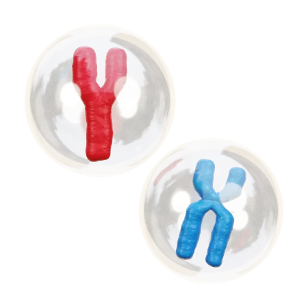 Chromosome  3D Icon