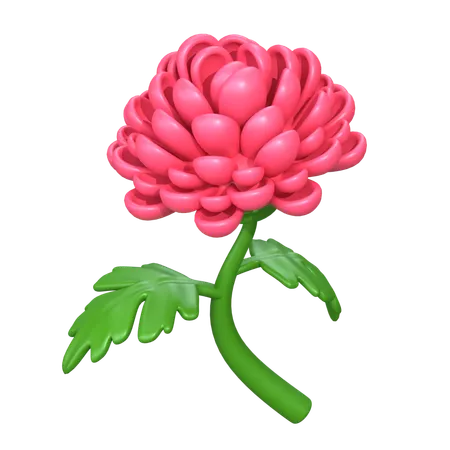 Fleur de chrysanthème  3D Icon