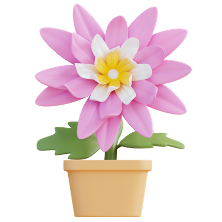 Fleur de chrysanthème  3D Icon