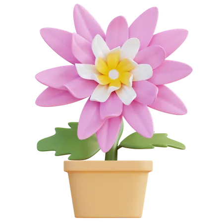 3 D Illustration Chrysanthemum Flower 3D Icon