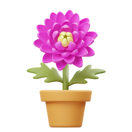 Chrysanthemum Flower Pot  3D Icon