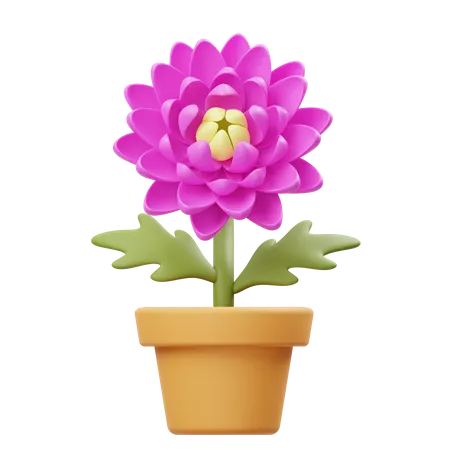Chrysanthemum Flower Pot  3D Icon