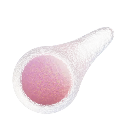 Clostridium Tetani  3D Icon