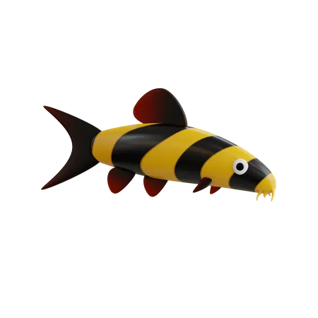 Clown Loach  3D Icon