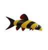 Clown Loach