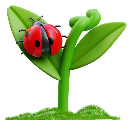 Coccinelle  3D Icon