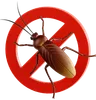 Cockroach