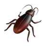 cockroach 3d illustration