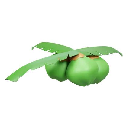 Coconut Fruit  3D Icon