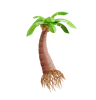 Coconut Tree