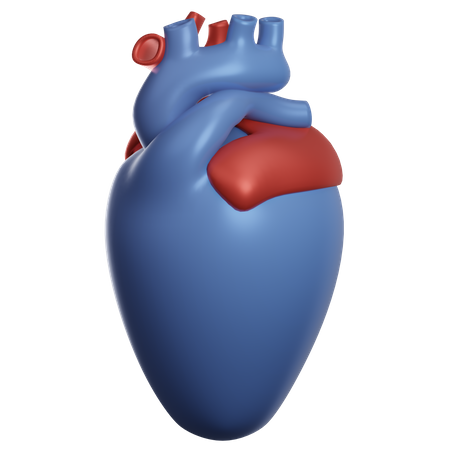 Organe cardiaque  3D Illustration