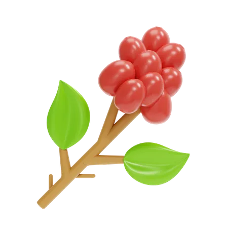 Coffee Fruit  3D Icon