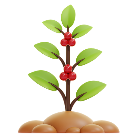 Coffee Plant  3D Icon