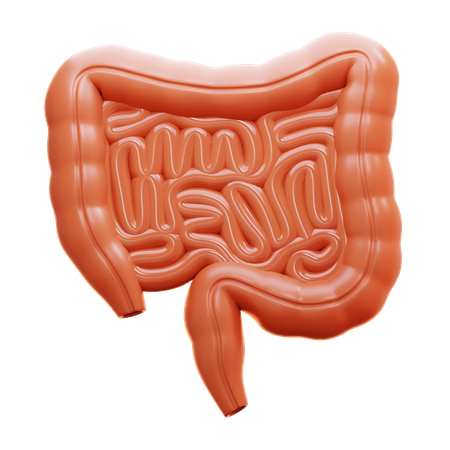 Colon  3D Icon