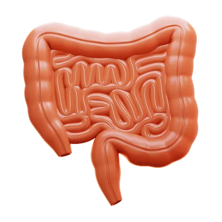 Colon  3D Icon