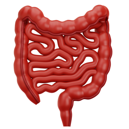 Colon  3D Icon