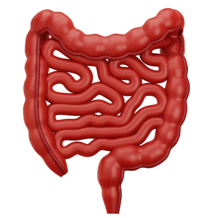 Colon  3D Icon